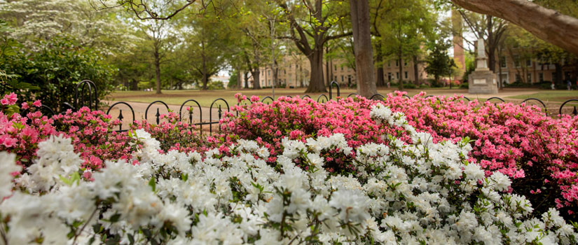 Pink and white azaelas on the USC horseshoe