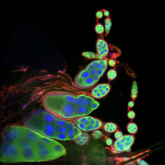 Armstrong Lab Profile Image 