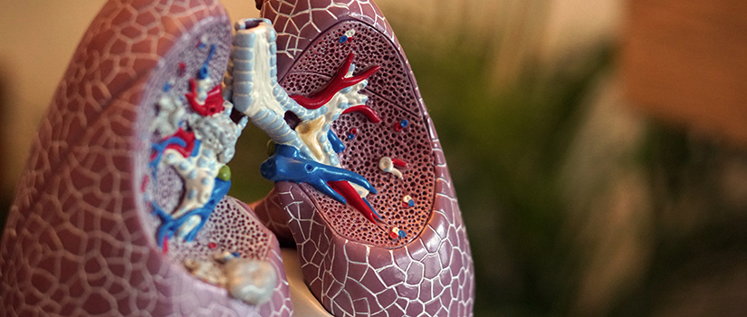 artistic image of plastic lungs with close-up of arteries and veins