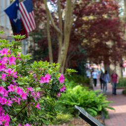 Pink azaleas in front of the President's house on the historic Horseshoe