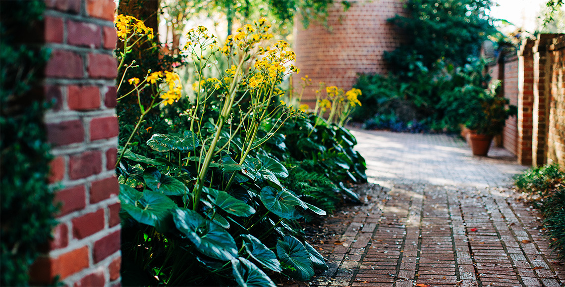 Yellow flowers near the USC smokestack