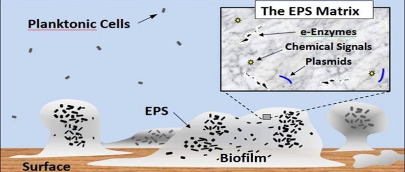 Biofilm informational poster