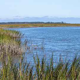 Salt marsh at Baruch Institute